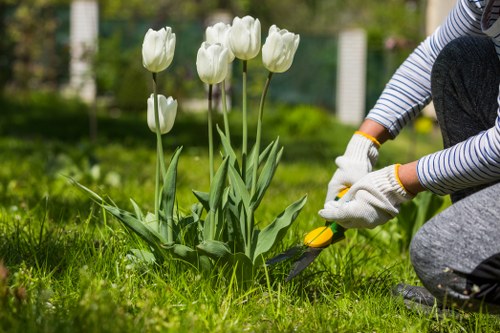 A person gardening outdoors in a well-maintained garden with a lush green lawn, white tulips in full bloom, and a background of other plants and garden structures, using pruning shears to trim the tulips. The individual is wearing striped long sleeves, grey trousers, and gardening gloves, indicating careful outdoor maintenance. The scene is illuminated by natural daylight, showcasing a tidy and vibrant garden environment typical of landscaped outdoor spaces in Penge. This image reflects professional gardening activities associated with services provided by Landscapers Penge, focusing on plant care and garden upkeep within a landscaped yard or front garden setting.