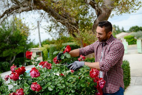 A man in a checkered shirt and gardening gloves is tending to a vibrant rose bush with bright pink and deep red flowers in a well-maintained front garden. The garden features a neatly trimmed lawn area bordered by flowering plants and shrubbery. Behind him, a large tree with sprawling green foliage provides shade, and a paved pathway runs alongside the flower bed. In the background, residential houses and utility poles are visible under a partly cloudy sky, indicating a typical suburban setting in Penge. The scene is lit by natural daylight, suggesting mild weather suitable for outdoor gardening work. The image reflects professional gardening and landscape maintenance, in line with services offered by Landscapers Penge, including flower bed care and shrub pruning to enhance outdoor spaces.