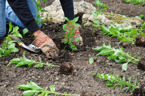 A gardener's hands, wearing gloves and a dark long-sleeve shirt, planting young shrub or hedge cuttings into dark, moist soil in a garden bed. The garden features a variety of small green leafy plants arranged neatly within a landscaped outdoor space, with soil borders and signs of recent planting activity. In the background, a slightly raised stone edging or pathway is visible, indicating structured garden design. The scene is set in natural daylight, suggesting clear weather, and the overall environment emphasizes plant care and outdoor gardening activities typical of a residential garden in Penge, south London, highlighted by the gardening and landscaping services offered by Landscapers Penge.