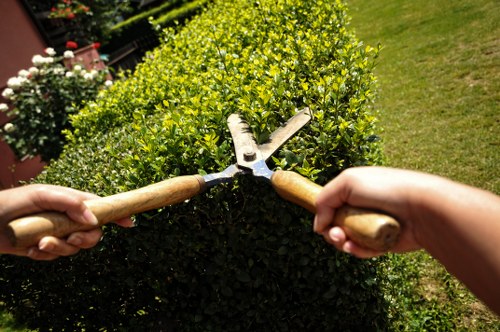 The image depicts two hands holding pruning shears, trimming a dense, rounded hedge with small, bright green leaves in a garden setting. The hedge is situated along a well-maintained lawn, with the background showing a patch of grass and additional plants, possibly flowers or shrubs, in a suburban outdoor space. The environment appears sunny with clear natural lighting, highlighting the vibrant foliage and the textures of the hedge. The scene illustrates routine garden maintenance, typical of gardening services offered by landscapers in Penge, with the focus on shaping and maintaining garden greenery. The controlled, neat appearance of the hedge suggests regular pruning, contributing to the overall landscaped appearance of the outdoor area.