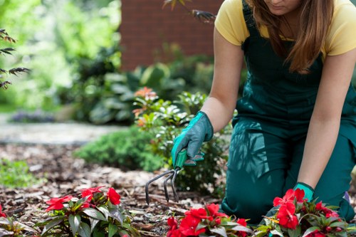A gardener, dressed in a yellow top and dark green apron, is kneeling on a well-maintained garden lawn during daytime, using a hand rake to tend to a flower bed with vibrant red and pink blooming flowers. The garden features neatly bordered flower beds with dark soil and lush green foliage, including various shrubs and small plants. In the background, there are additional garden plants, a brick wall, and a wooden fence, suggesting a private outdoor space in Penge. The scene is illuminated by natural daylight, highlighting the rich greens of the plants and the bright colours of the flowers, demonstrating a tidy, landscaped garden with a combination of lawn, flower beds, and garden borders, typical of residential gardening and outdoor maintenance work by professional landscapers in the area.