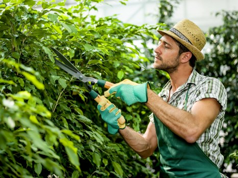 A male gardener wearing a straw hat, green gardening gloves, and a checkered shirt is pruning or trimming a dense hedge with a pair of garden shears in a well-maintained outdoor garden space in Penge. The hedge features lush, vibrant green foliage, with some branches extending outward as he carefully cuts to shape the boundary of the garden. In the background, there are more greenery and possibly trees, indicating a spacious, landscaped yard. The lawn in the foreground appears to be well-kept with short, dense grass, showing signs of regular maintenance. The overall scene captures a bright, possibly sunny day, with natural light illuminating the garden environment, reflecting typical outdoor gardening activities that a professional landscaper from Penge might undertake to keep outdoor spaces tidy and attractive, aligning well with gardening services offered by Landscapers Penge.